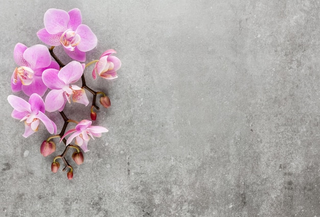 Oggetti a tema orchidea rosa su sfondo pastello.