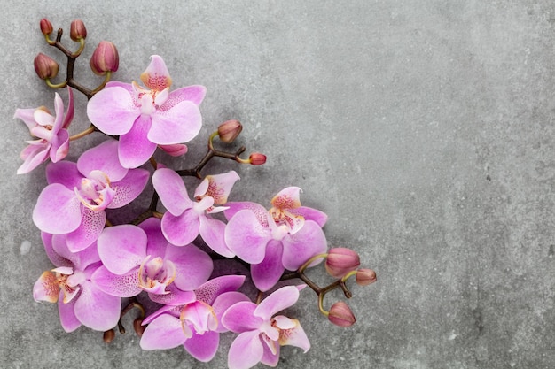 Oggetti a tema orchidea rosa su sfondo pastello.