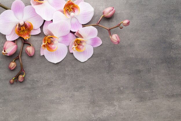 Oggetti di tema dell'orchidea della stazione termale su fondo grigio.