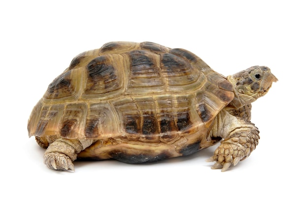 Oggetto isolato tartaruga rettile bianco