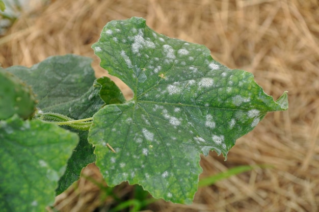 Oidio sulle foglie di cetriolo