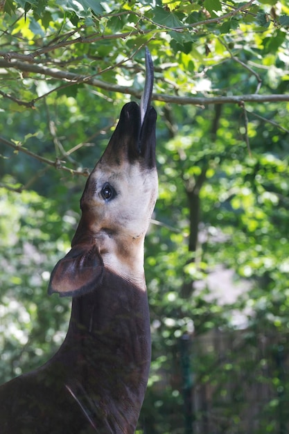 Okapi mangia le foglie di un albero