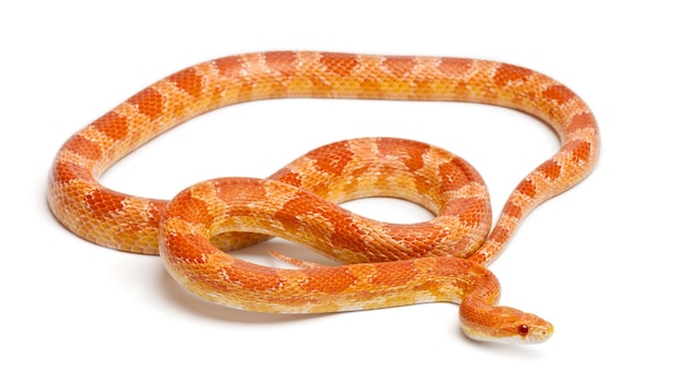 Okeetee albini Corn Snake, Red Rat Snake, Pantherophis guttatus, davanti a uno sfondo bianco