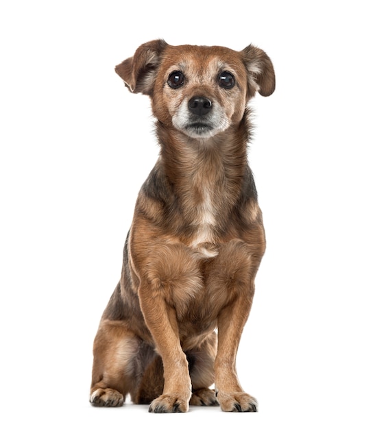 Old Crossbreed dog sitter isolato su bianco