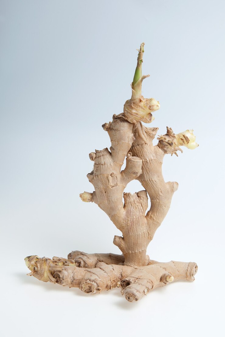 Photo old, spoiled, moldy ginger root on a light background with gradient.