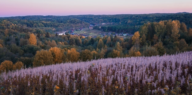 Old Village Yaroslavichi, campi di tè ivan del parco nazionale della foresta di Vepsian in autunno