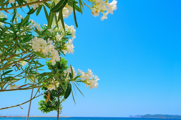 Oleandri bianchi in riva al mare ad Alghero in Sardegna