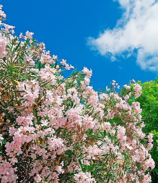 Oleandri rosa e albero verde