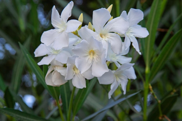 Oleandro bianco fiore Nerium oleander