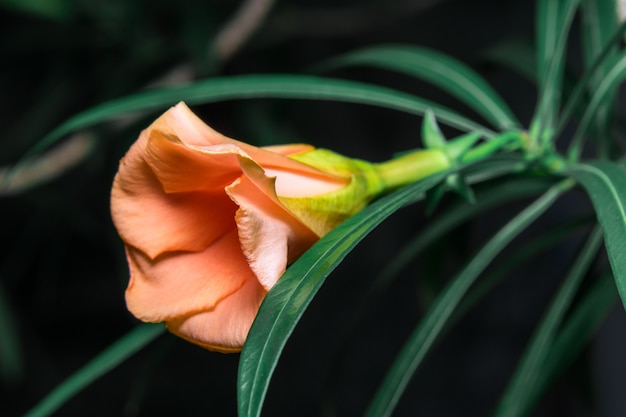 Oleandro giallo in fiore