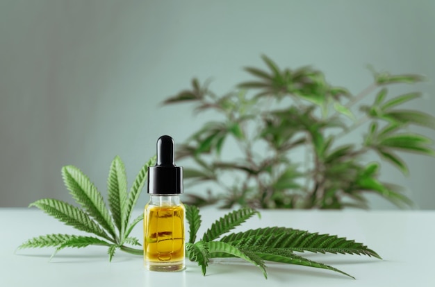 Olio CBD legalizzato nel contenitore di vetro allestito con canapa sativa verde