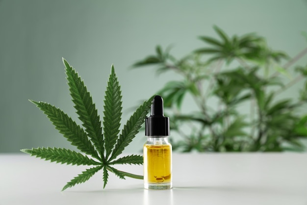 Olio di CBD legalizzato nel contenitore di vetro arrangiato con canapa sativa verde