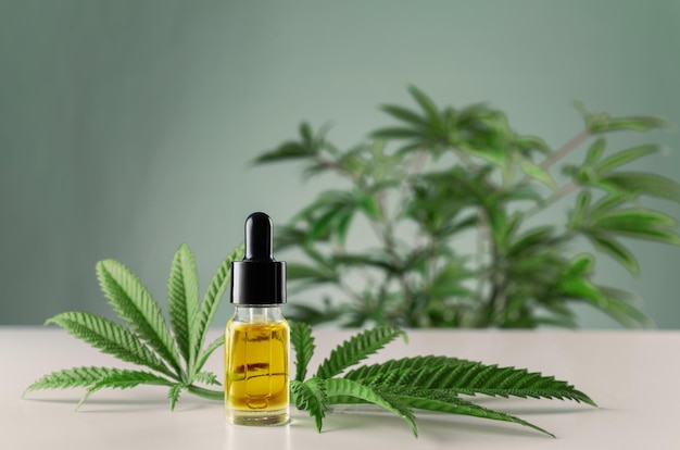 Olio di CBD legalizzato nel contenitore di vetro arrangiato con canapa sativa verde