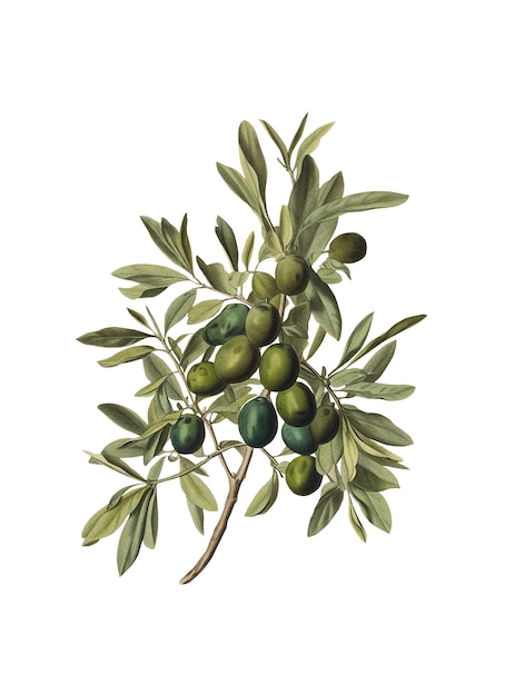 Oliva isolata sullo sfondo vecchia illustrazione botanica