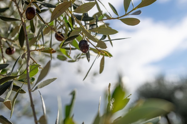 Oliva nera appesa all'olivo olea europaea mediterranea