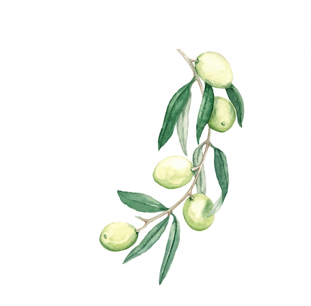 Olive decorative del ramo con l'illustrazione dell'acquerello delle foglie e dei frutti