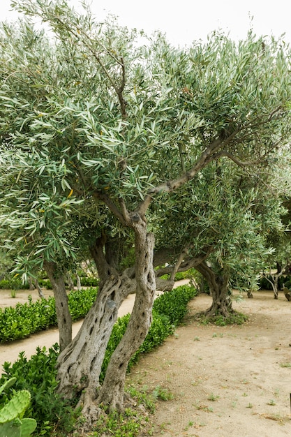 Olive e ulivo nel giorno d'estate.