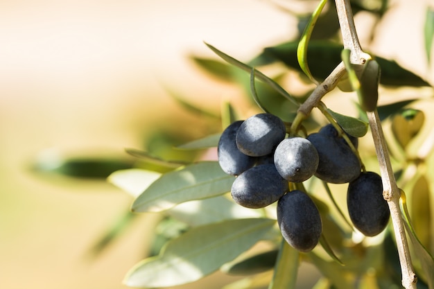 Olive nere italiane su un ramo, Avetrana, Puglia, Italia