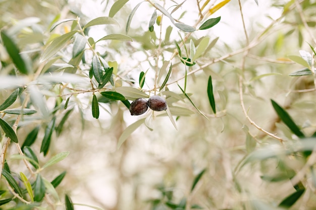 Olive nere mature sui rami dell'albero