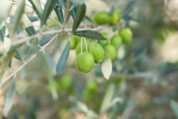 Olive su olivo con bokeh.