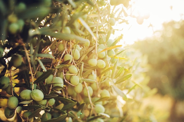 Olive su olivo in autunno