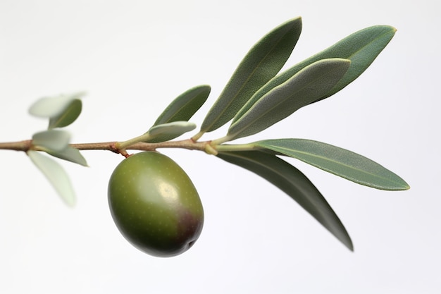 Olive su un ramo con foglie e uno sfondo bianco