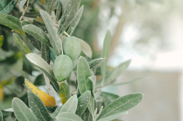 Olive sul ramo dell'olivo