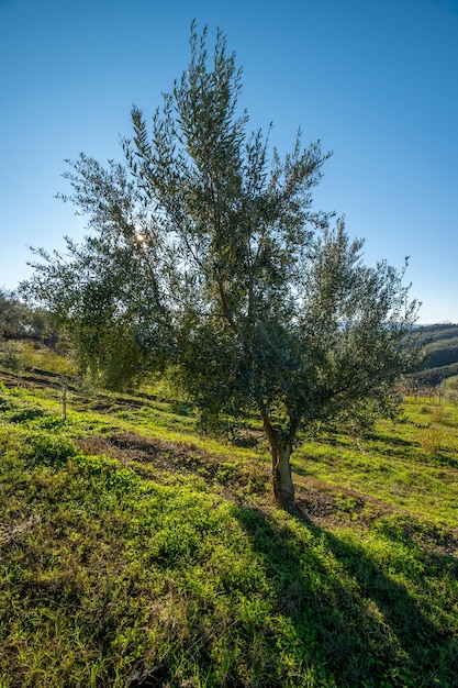 Olive sul ramo di olivo dettaglio primo piano di olive verdi frutti con messa a fuoco selettiva e d