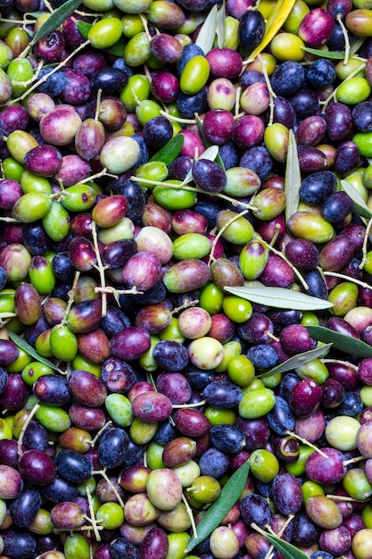 Olive verdi e nere con fondo di struttura delle foglie, raccolto italiano