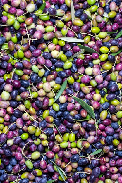 Olive verdi e nere con fondo di struttura delle foglie