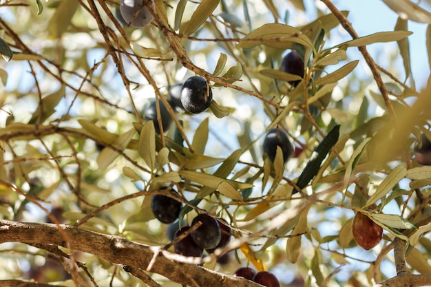 Olive verdi e nere mature crescono sull&#39;albero