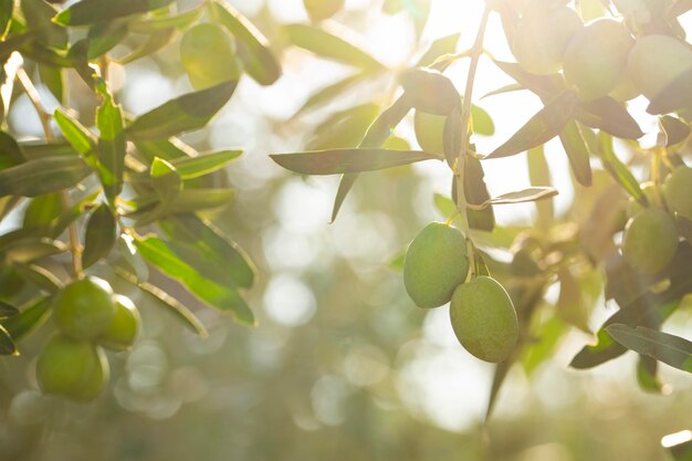 Olive verdi fresche sull'olivo