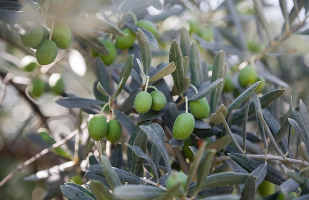 Olive verdi su un albero