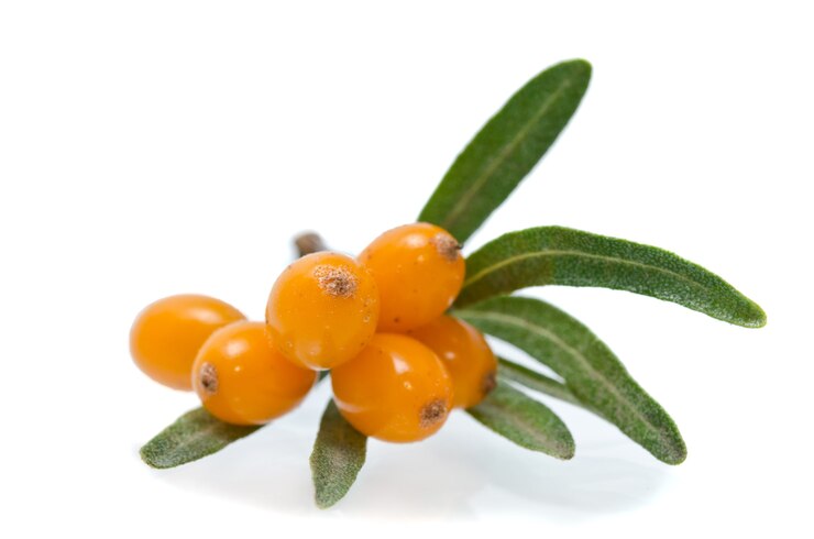 Olivello spinoso su bianco
