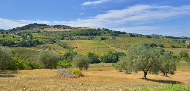 Olivi che crescono in un campo con un vigneto su sfondo collinare in Toscana, italia