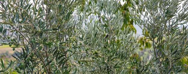 Olivi in campo per raccogliere i loro frutti