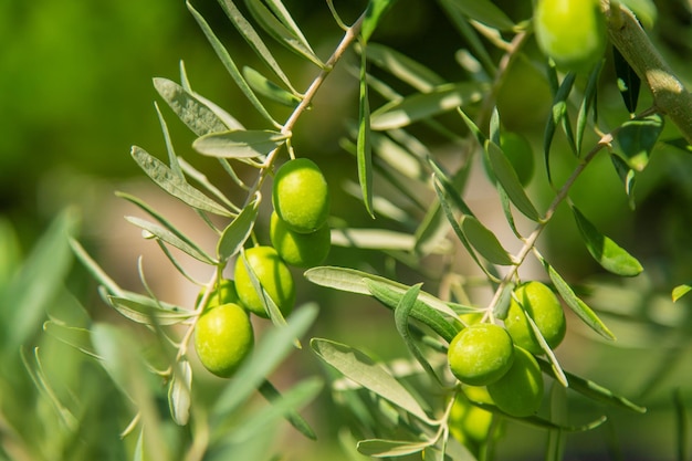 Olivo con olive mature. Messa a fuoco selettiva.