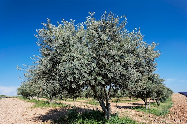 Olivo e cielo blu