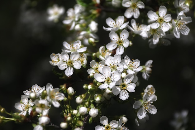 ombra dei fiori di ciliegio