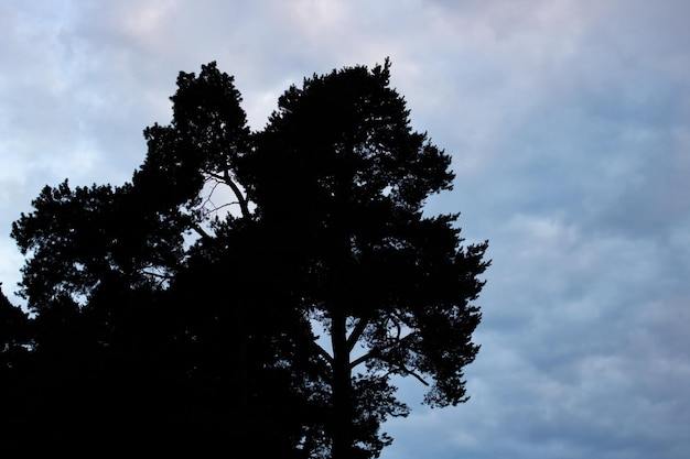 Ombra dei rami degli alberi contro il cielo scuro