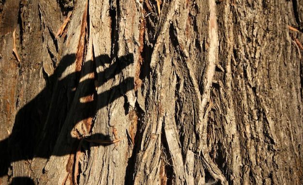 Ombra della mano sull'albero