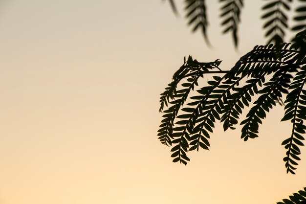 Ombra della pianta sul cielo colorato del tramonto, sullo sfondo e sulla trama