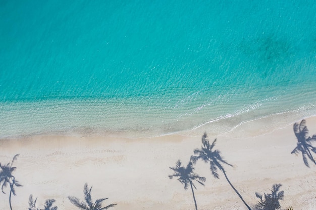 Ombra delle palme sulla spiaggia sabbiosa e sull'oceano turchese dall'alto. Incredibile paesaggio naturale estivo