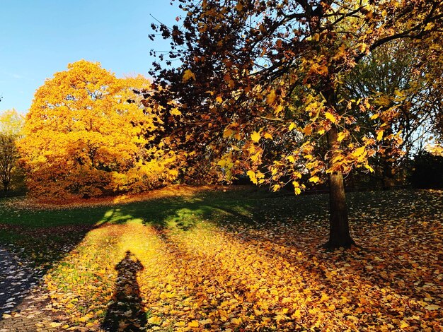 Ombra di albero su giallo durante l'autunno