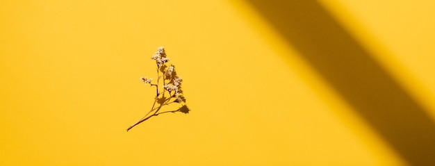 Ombra di canna di erba secca su parete di colore giallo Concetto ecologico zero rifiuti Filtro colore vintage