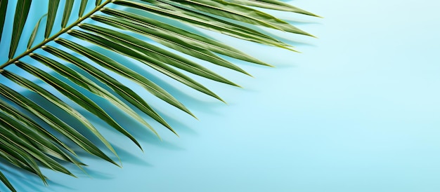 Ombra di foglie di palma su sfondo azzurro Semplice concetto tropicale estivo con spazio per il testo