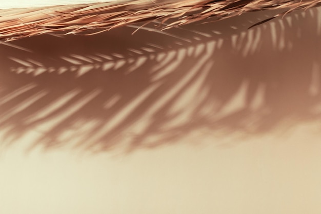 Ombra di foglie di palma su una parete beige Concetto esotico estivo minimo con spazio per la copia