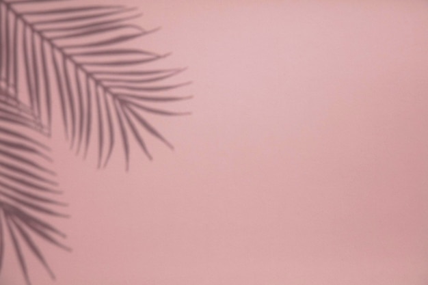 Ombra di foglie di palma tropicale su sfondo rosa pastello Layout estivo