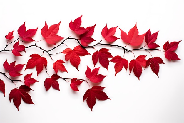 Ombra di foglie rosse su sfondo bianco