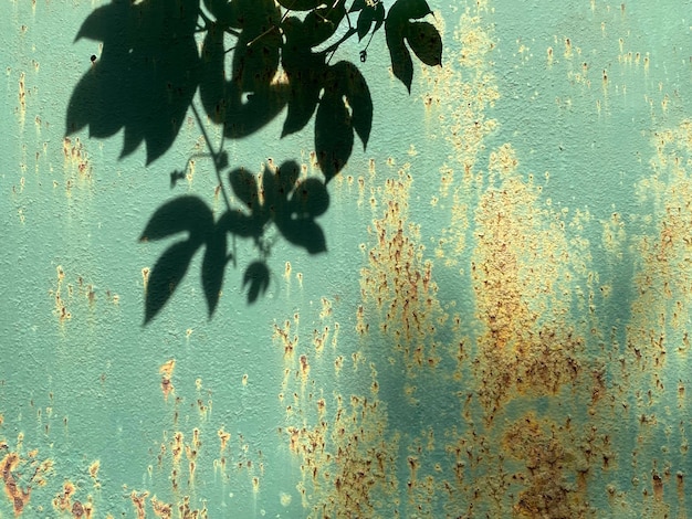 Ombra di foglie su sfondo verde parete rustica